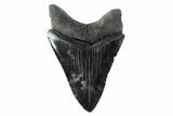 Serrated, Fossil Megalodon Tooth - South Carolina #154182-2